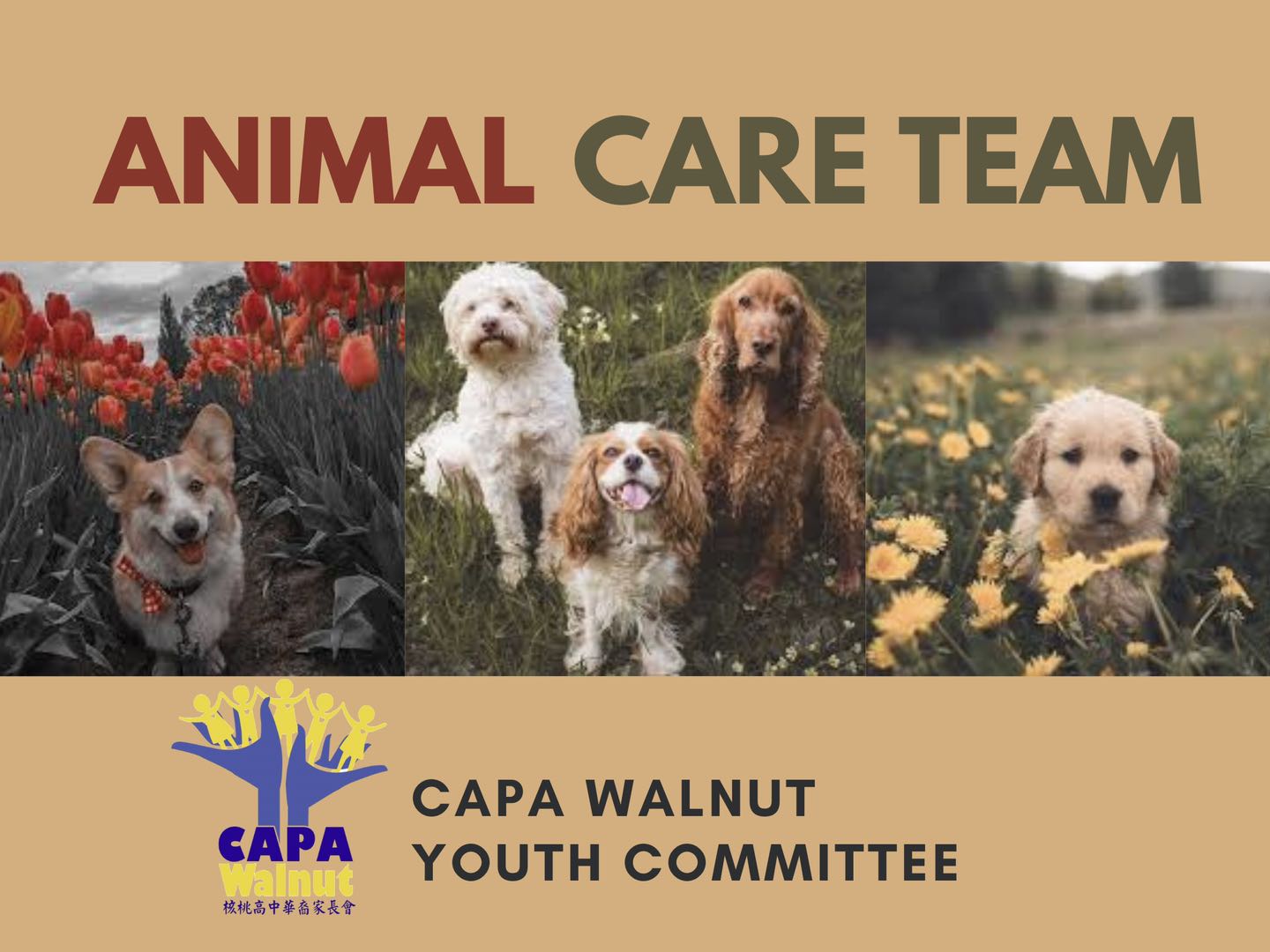 Animal Care Team - Chinese American Parents Association of Walnut High ...